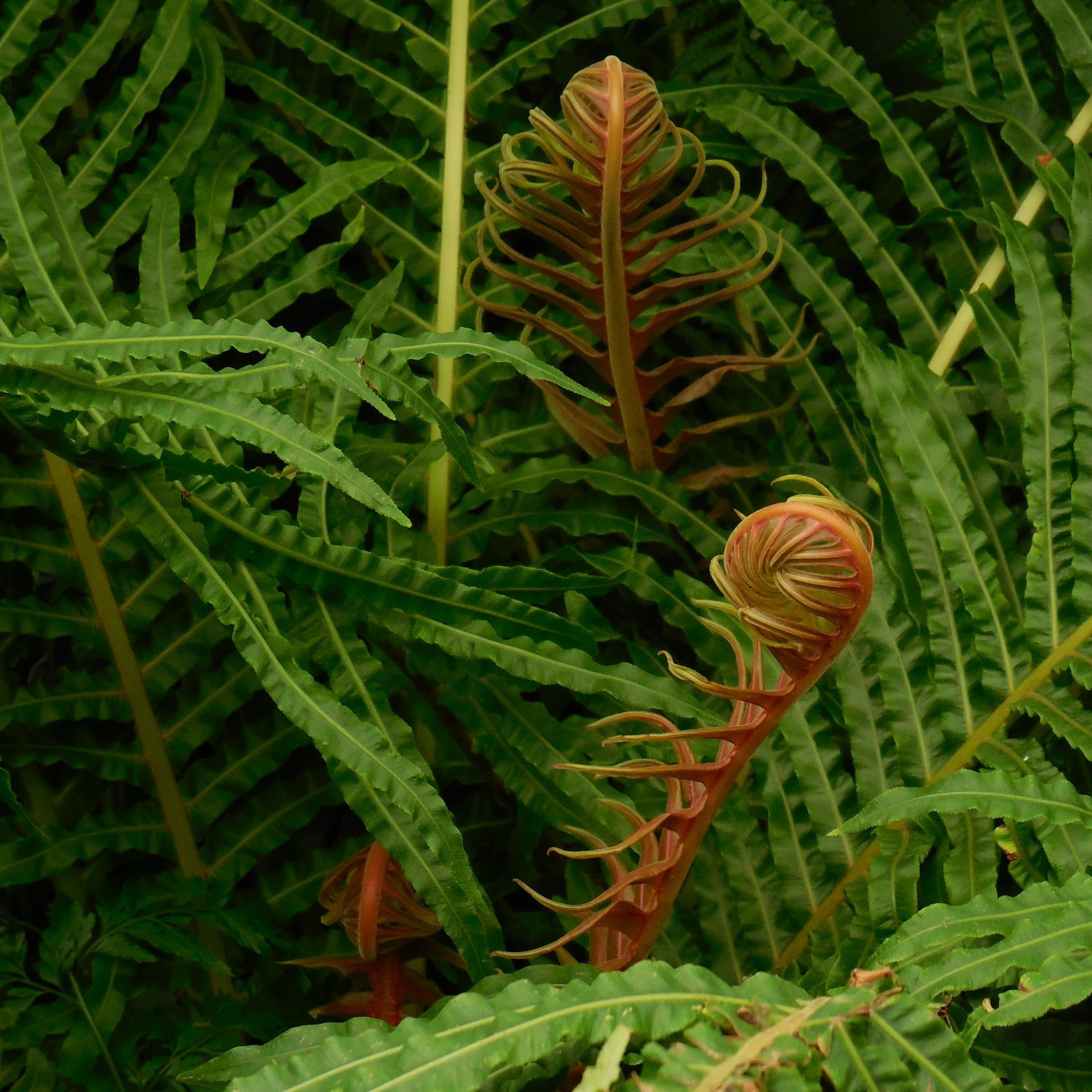 fronds-290848