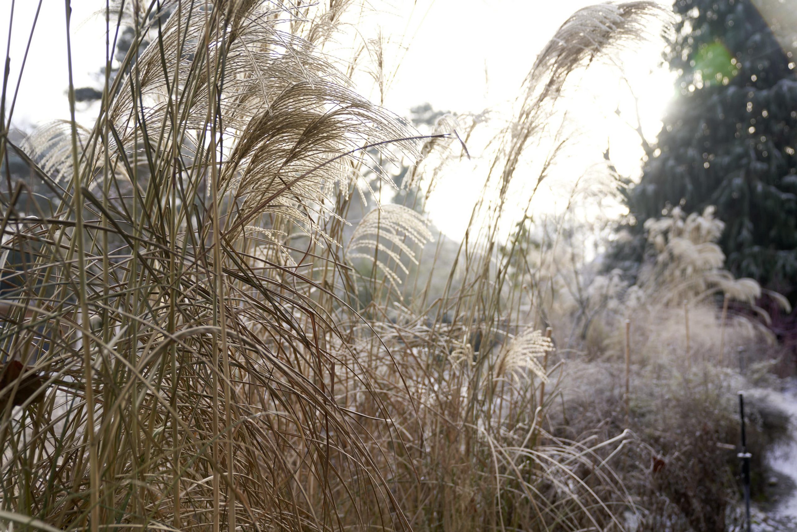 Das Reservat Berlin: Gartengestaltung, Gartenbau, Gartenpflege - Das_Reservat_1065-min