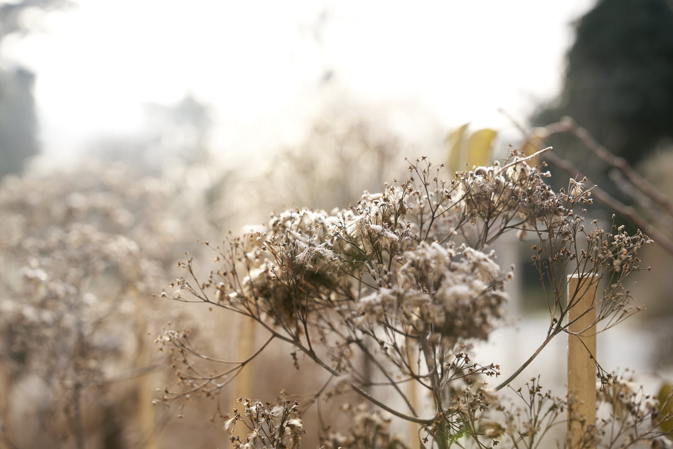 Das Reservat Berlin: Gartengestaltung, Gartenbau, Gartenpflege - Das_Reservat_1131-min