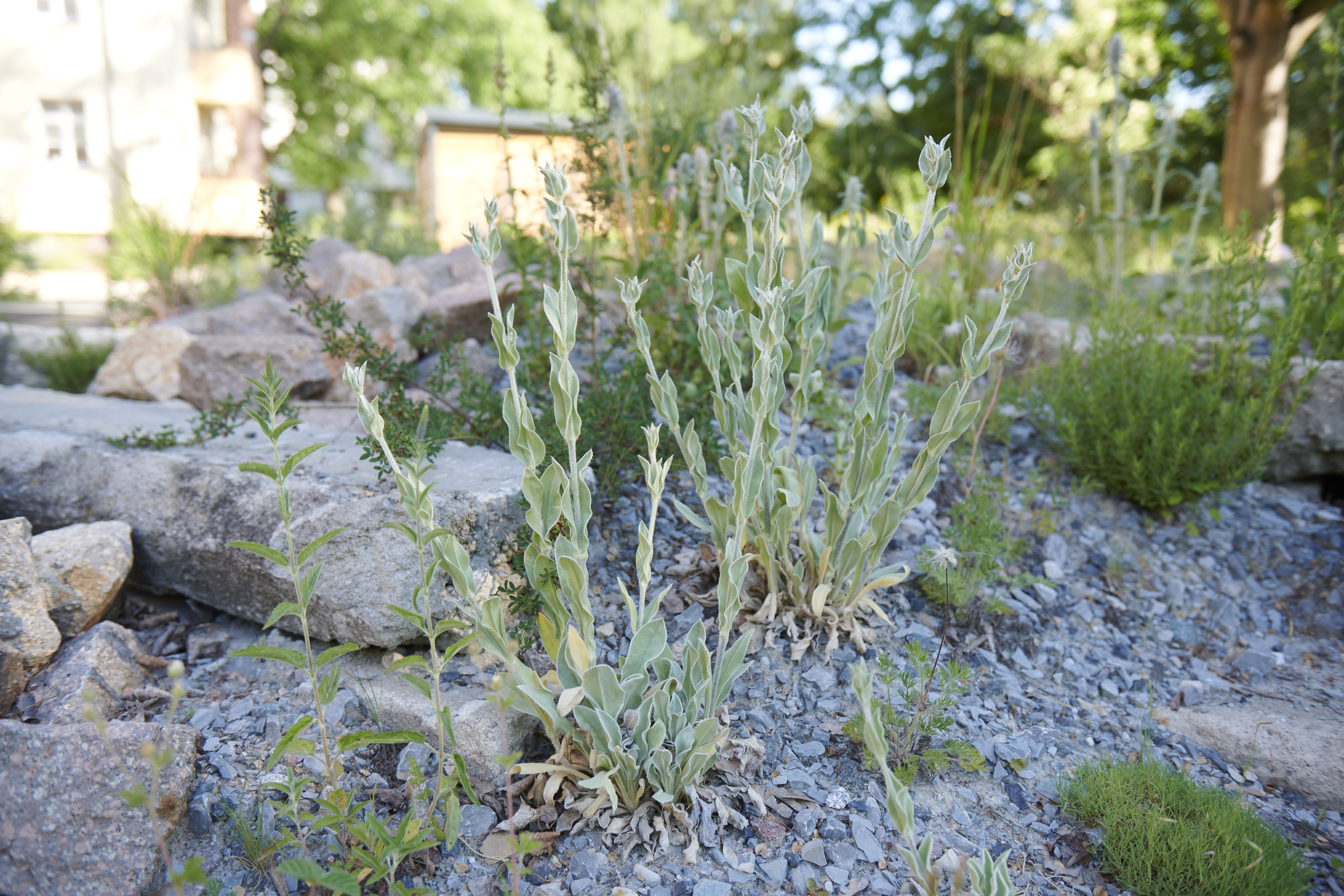Das Reservat Berlin: Gartengestaltung, Gartenbau, Gartenpflege - Das_Reservat_Gaerten_0233
