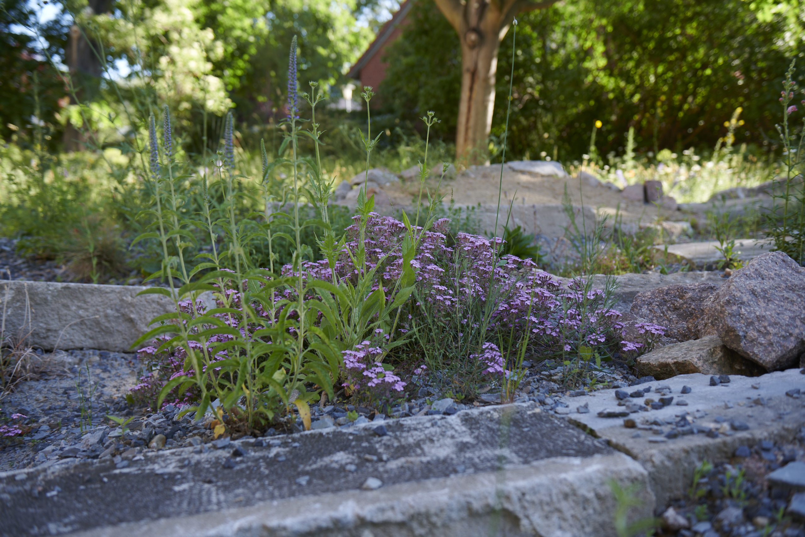 Das Reservat Berlin: Gartengestaltung, Gartenbau, Gartenpflege - Das_Reservat_Gaerten_0241