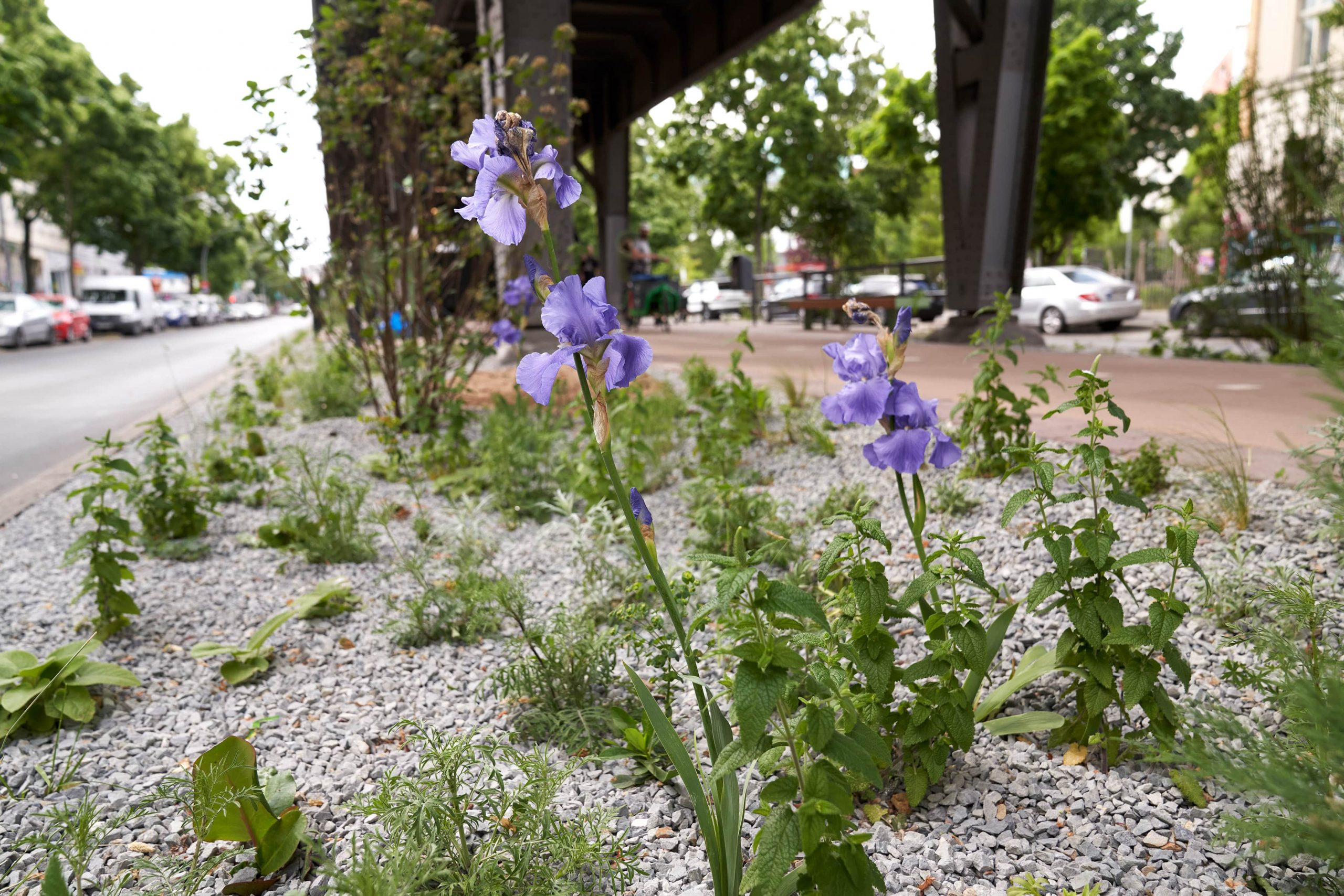 Das Reservat Berlin: Gartengestaltung, Gartenbau, Gartenpflege - Das_Reservat_05_24_0885-min