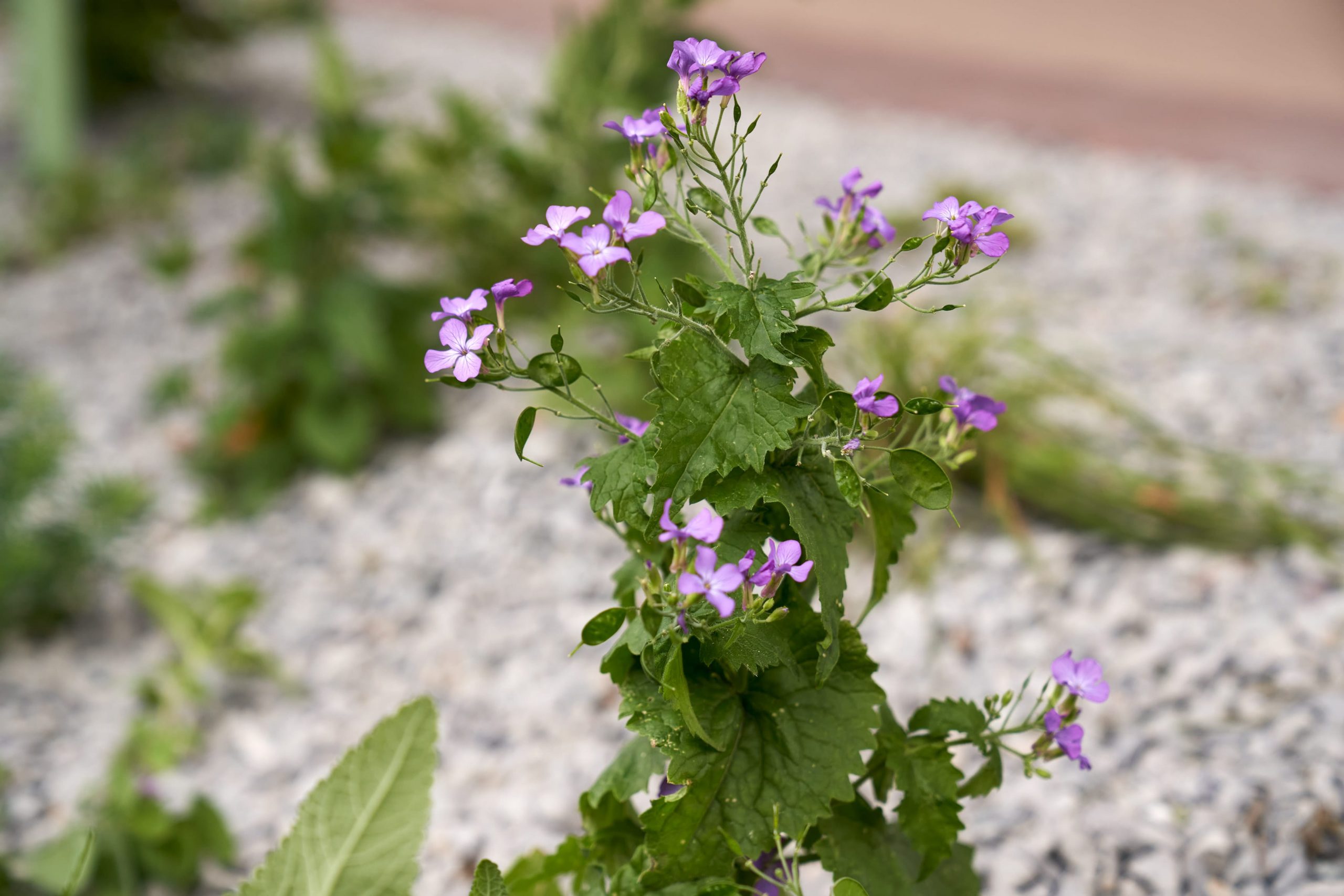 Das Reservat Berlin: Gartengestaltung, Gartenbau, Gartenpflege - Das_Reservat_05_24_0947-min