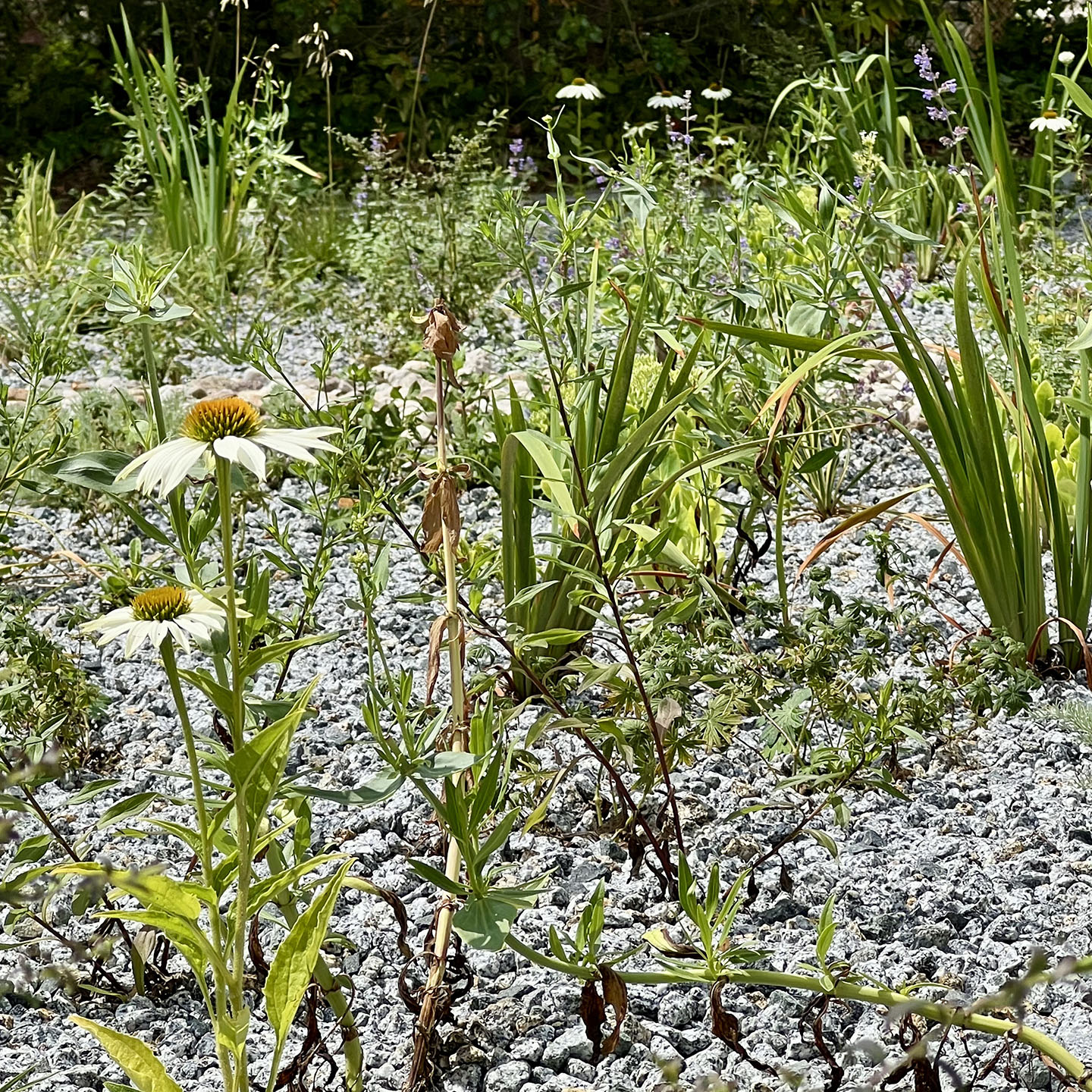 Das Reservat Berlin: Gartengestaltung, Gartenbau, Gartenpflege - 260723_RES_Trockenpflanzungen-5