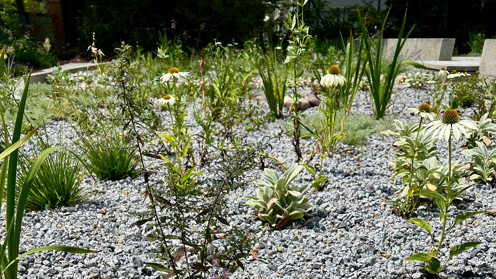 260723_RES_Trockenpflanzungen-Header